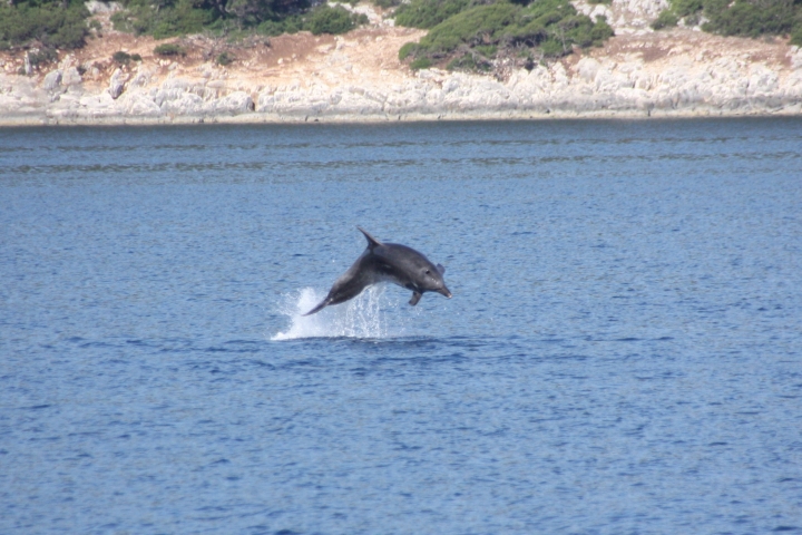 Delphin