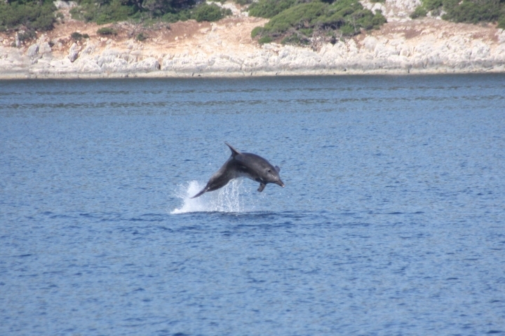 Delphin